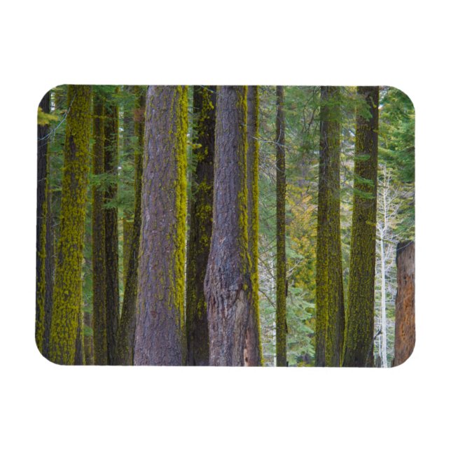 USA, California. Moss Covered Tree Trunks Magnet (Horizontal)