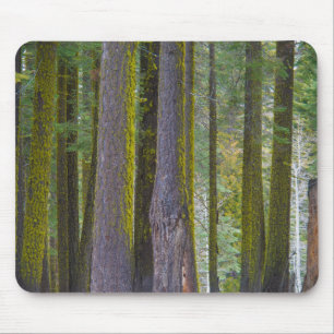 USA, California. Moss Covered Tree Trunks Mouse Pad