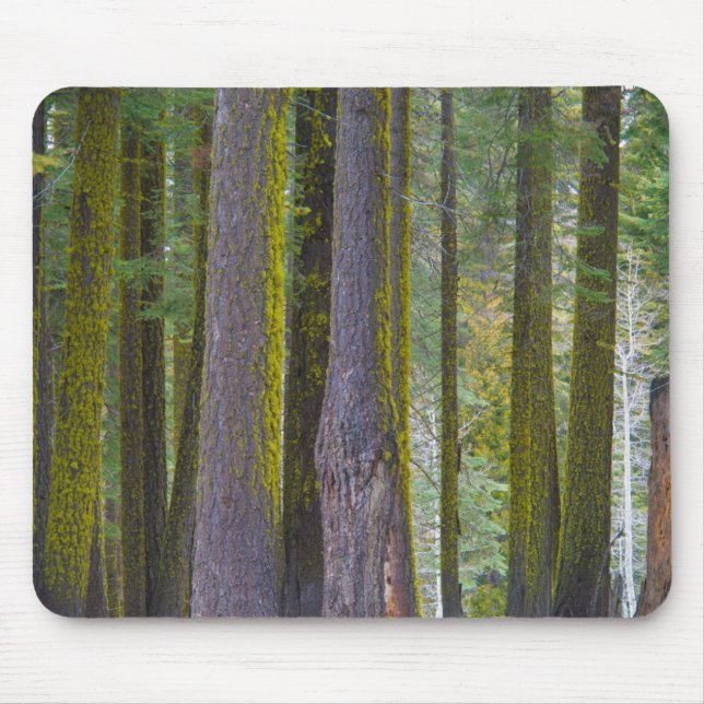 USA, California. Moss Covered Tree Trunks Mouse Pad (Front)