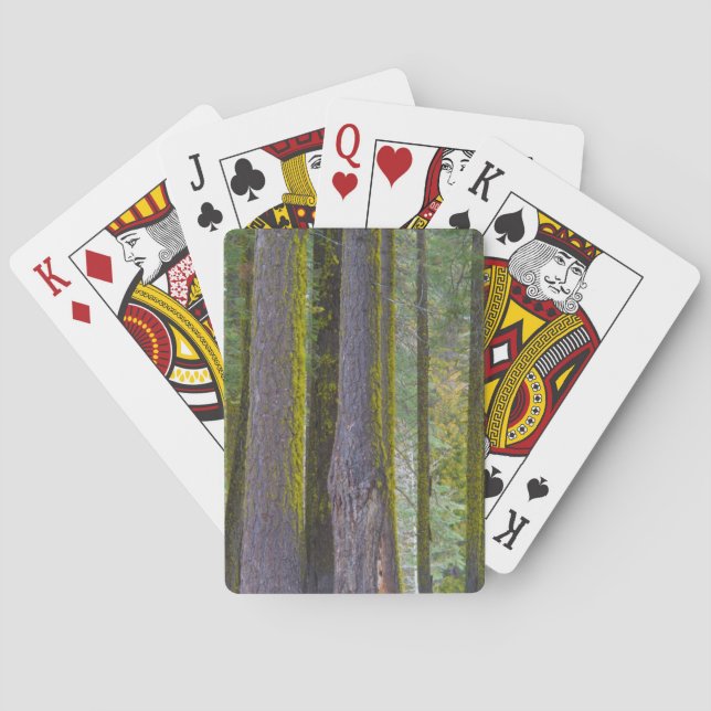 USA, California. Moss Covered Tree Trunks Playing Cards (Back)