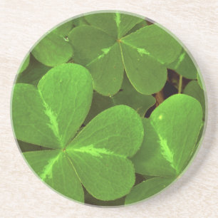 USA, California, Muir Woods. Close-up of clover Coaster