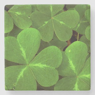 USA, California, Muir Woods. Close-up of clover Stone Coaster
