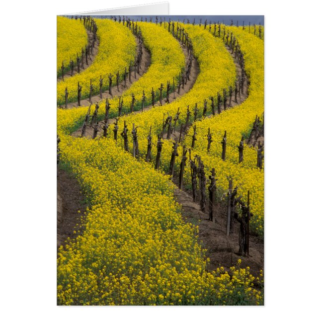 USA, California, Napa Valley, Los Carneros Ava. (Front)