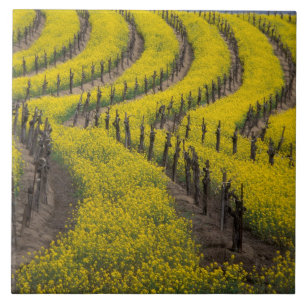USA, California, Napa Valley, Los Carneros Ava. Ceramic Tile