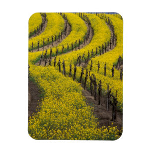 USA, California, Napa Valley, Los Carneros Ava. Magnet