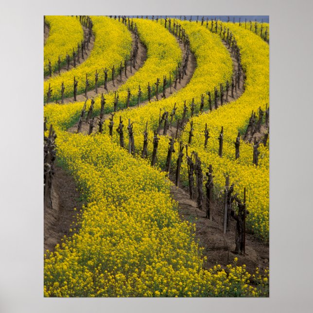USA, California, Napa Valley, Los Carneros Ava. Poster (Front)