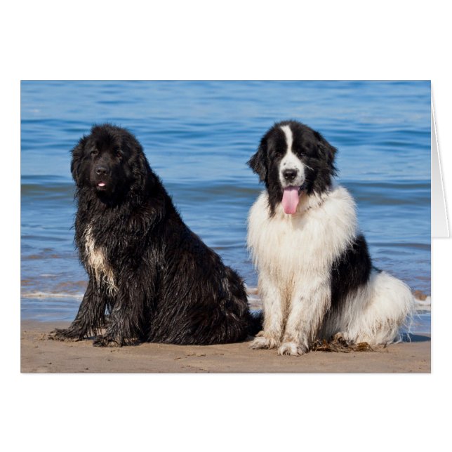 USA, California. Newfoundlands Sitting (Front Horizontal)