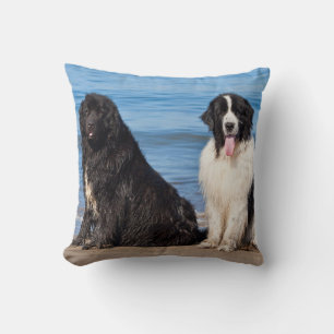 USA, California. Newfoundlands Sitting Cushion