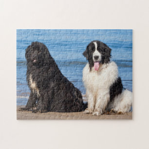 USA, California. Newfoundlands Sitting Jigsaw Puzzle