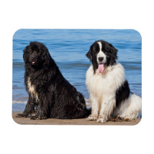 USA, California. Newfoundlands Sitting Magnet