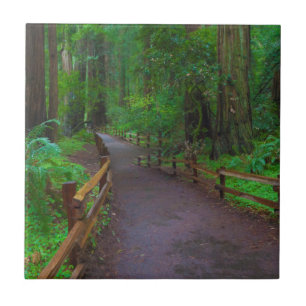 USA, California. Path Among Redwoods Ceramic Tile