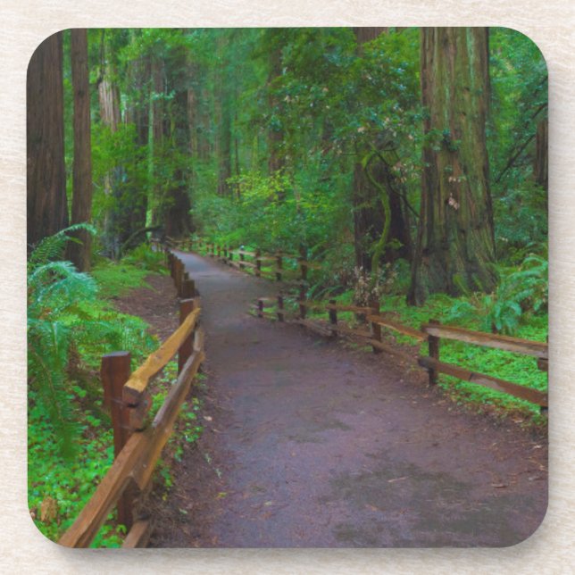 USA, California. Path Among Redwoods Coaster (Front)