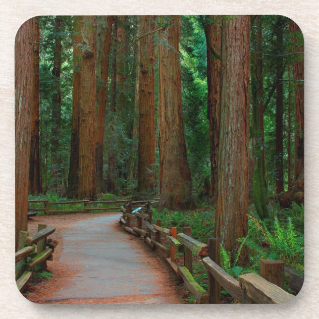 USA, California. Path Among Redwoods In Muir Coaster (Front)