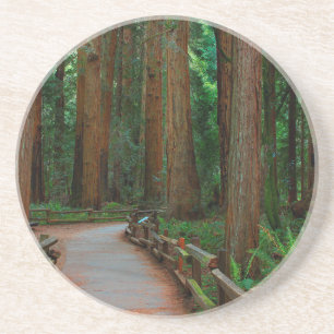 USA, California. Path Among Redwoods In Muir Coaster