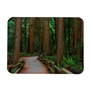 USA, California. Path Among Redwoods In Muir Magnet