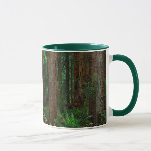 USA, California. Path Among Redwoods In Muir Mug (Right)