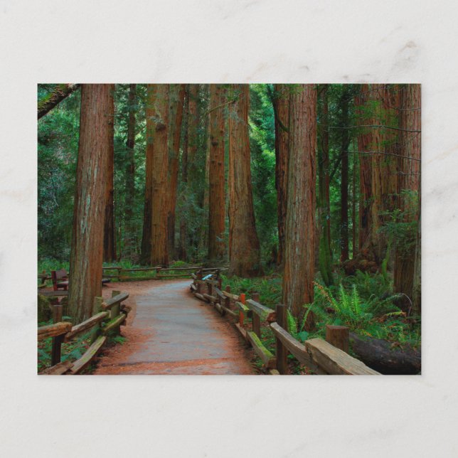 USA, California. Path Among Redwoods In Muir Postcard (Front)