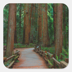 USA, California. Path Among Redwoods In Muir Square Sticker