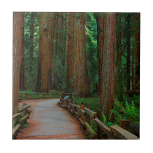 USA, California. Path Among Redwoods In Muir Tile