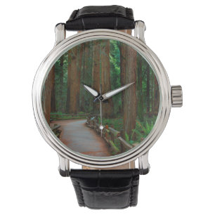 USA, California. Path Among Redwoods In Muir Watch