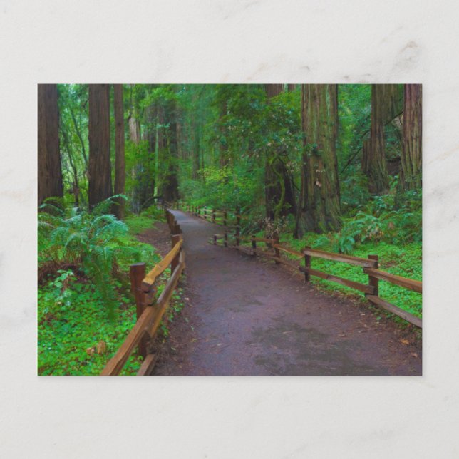 USA, California. Path Among Redwoods Postcard (Front)