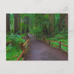 USA, California. Path Among Redwoods Postcard