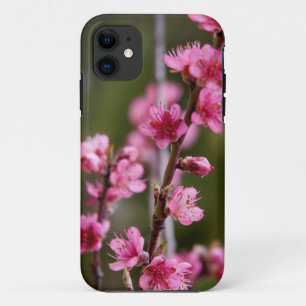 USA, California. Pink Blooms On A Tree iPhone 11 Case