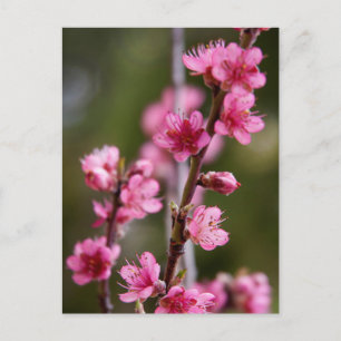 USA, California. Pink Blooms On A Tree Postcard
