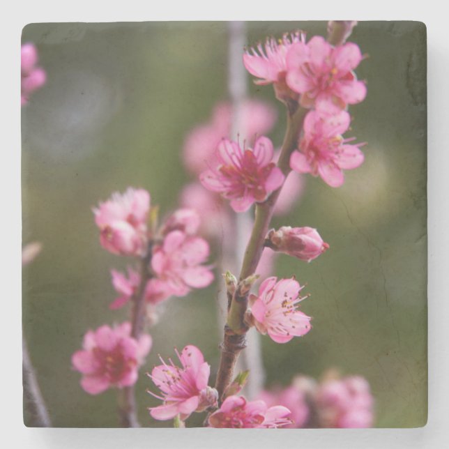 USA, California. Pink Blooms On A Tree Stone Coaster (Front)