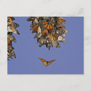 USA, California, Pismo Beach. Monarch Postcard