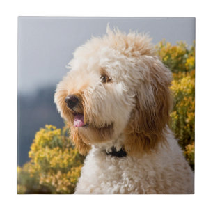 USA, California. Portrait Of Labradoodle 3 Ceramic Tile