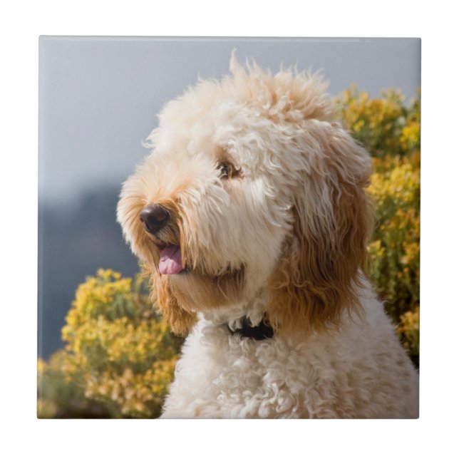 USA, California. Portrait Of Labradoodle 3 Ceramic Tile (Front)