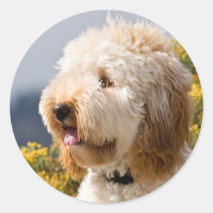 USA, California. Portrait Of Labradoodle 3 Classic Round Sticker