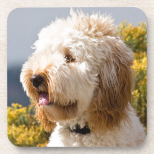 USA, California. Portrait Of Labradoodle 3 Coaster