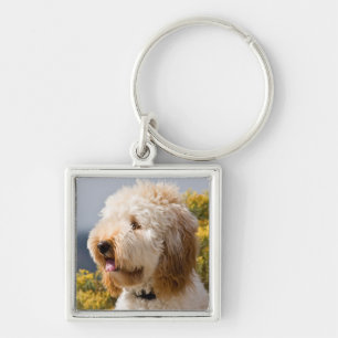 USA, California. Portrait Of Labradoodle 3 Key Ring