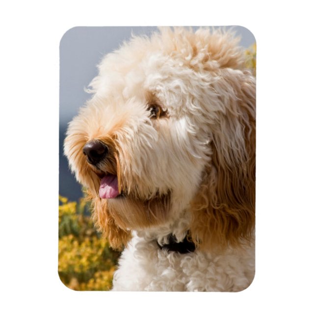 USA, California. Portrait Of Labradoodle 3 Magnet (Vertical)