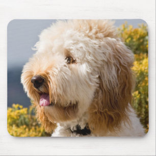 USA, California. Portrait Of Labradoodle 3 Mouse Pad