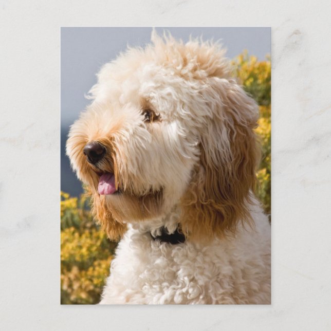 USA, California. Portrait Of Labradoodle 3 Postcard (Front)