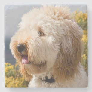 USA, California. Portrait Of Labradoodle 3 Stone Coaster