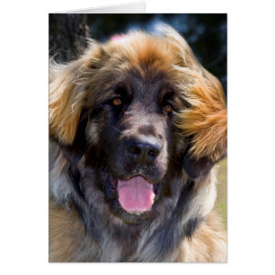 USA, California. Portrait Of Leonberger Sitting