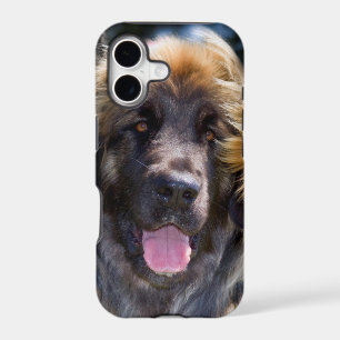 USA, California. Portrait Of Leonberger Sitting