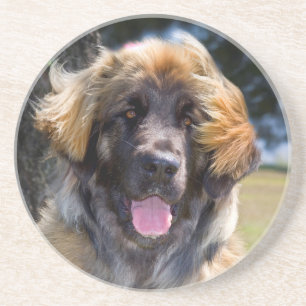 USA, California. Portrait Of Leonberger Sitting Coaster