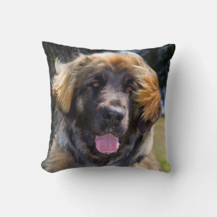 USA, California. Portrait Of Leonberger Sitting Cushion