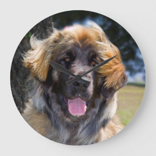USA, California. Portrait Of Leonberger Sitting Large Clock