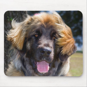USA, California. Portrait Of Leonberger Sitting Mouse Pad