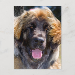 USA, California. Portrait Of Leonberger Sitting Postcard