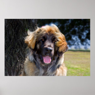 USA, California. Portrait Of Leonberger Sitting Poster