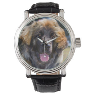 USA, California. Portrait Of Leonberger Sitting Watch