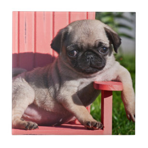 USA, California. Pug Puppy Slouching Ceramic Tile