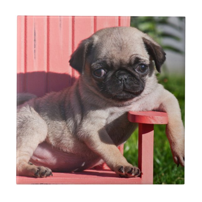 USA, California. Pug Puppy Slouching Ceramic Tile (Front)
